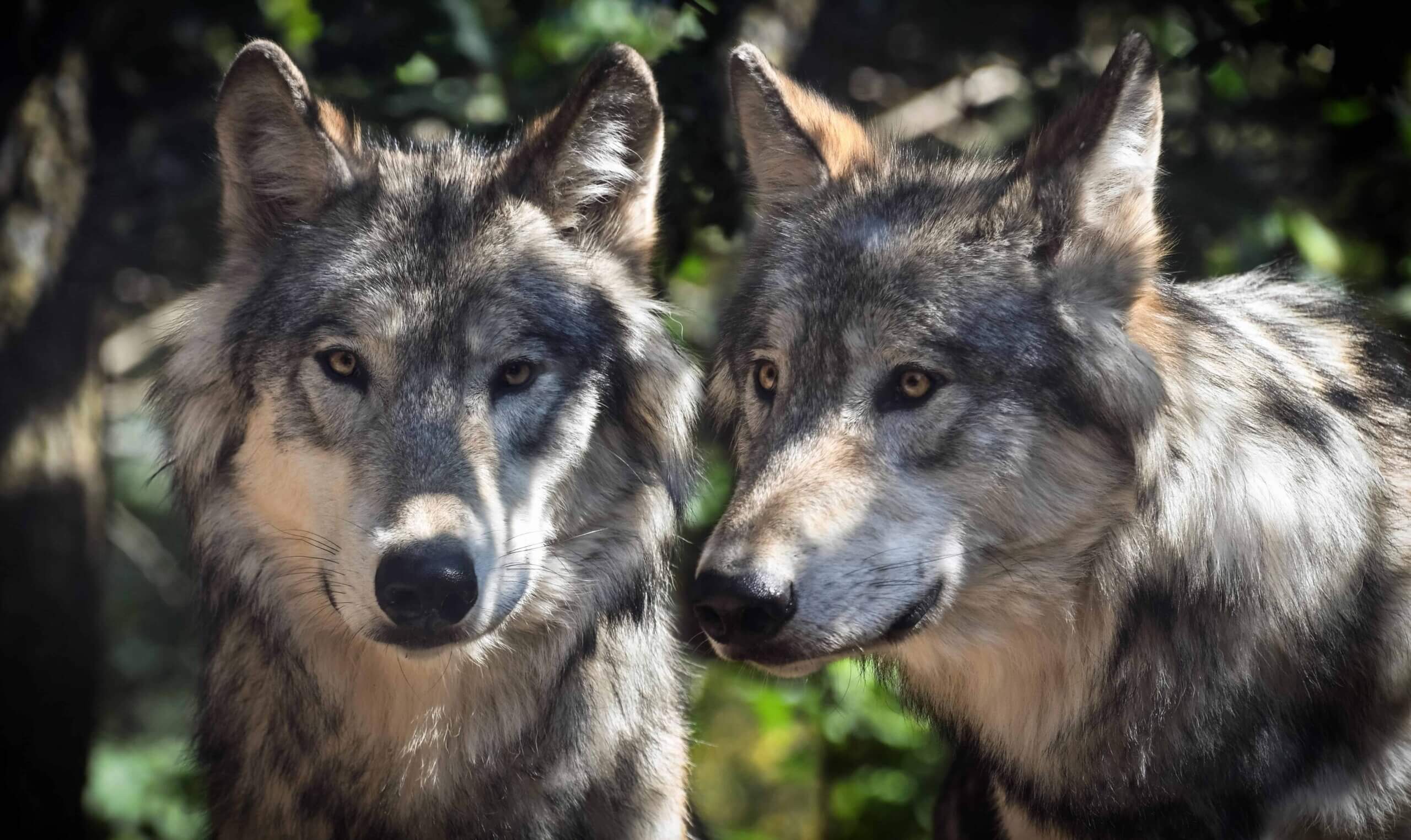 Gooise wolf kan allang weer weg zijn