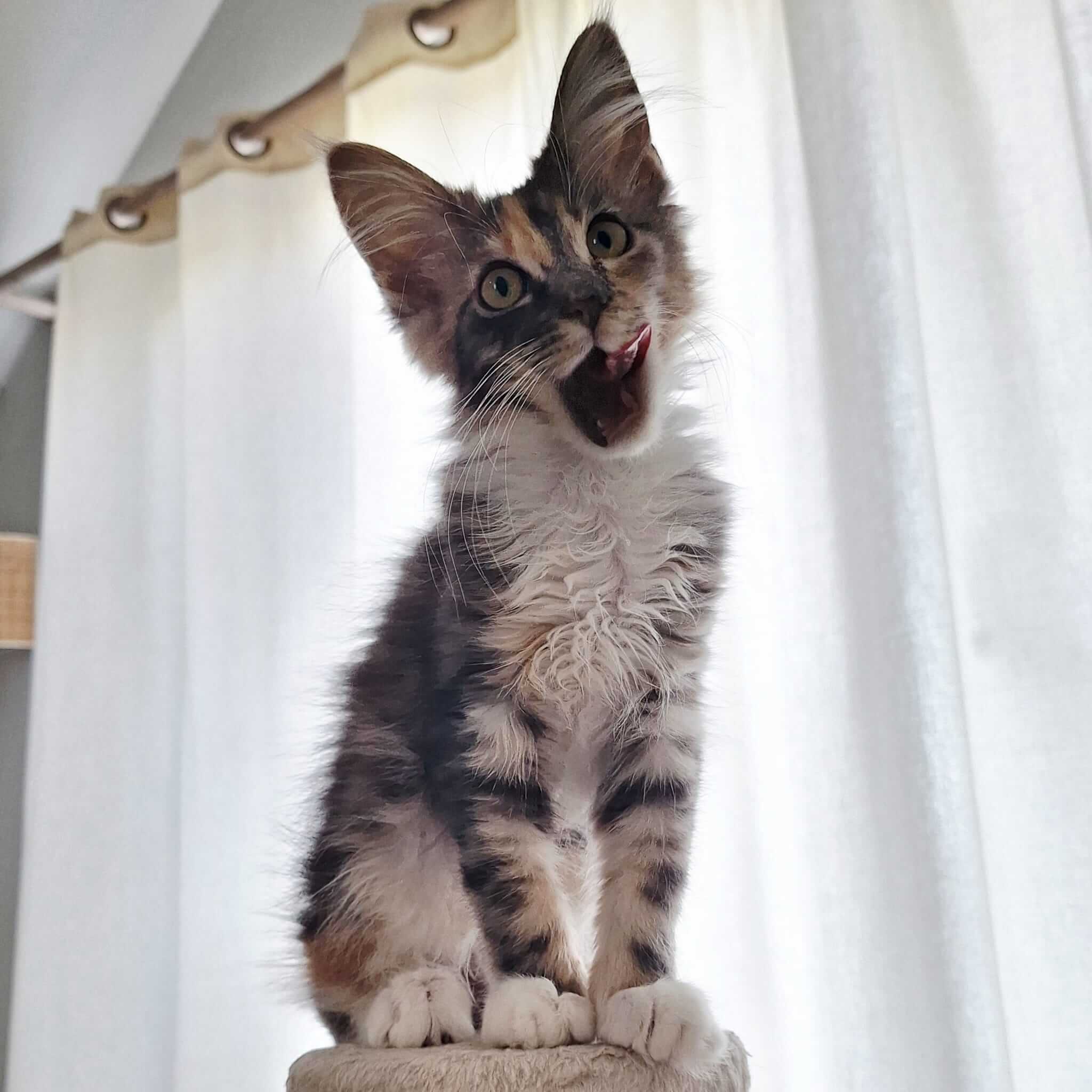 We gaan steeds meer klinken als onze kat
