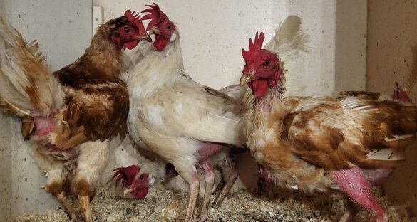 Deze kippen zijn harteloos gedumpt in Evertsoord