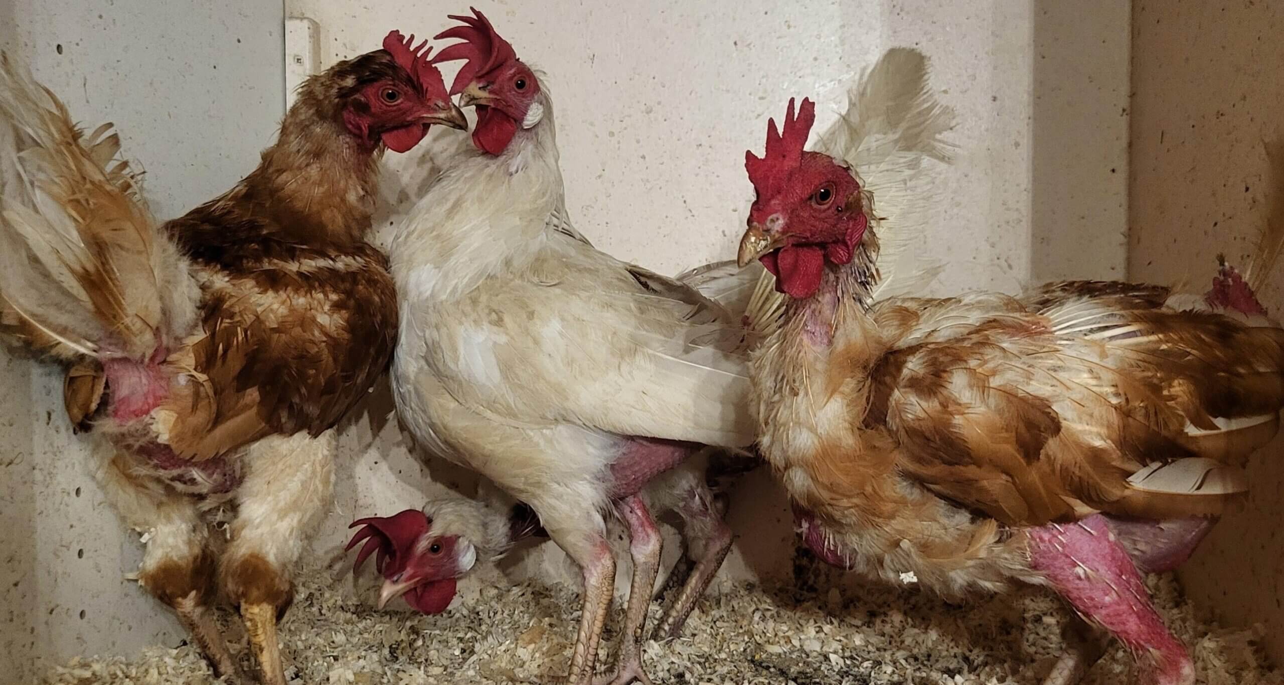 Deze kippen zijn harteloos gedumpt in Evertsoord