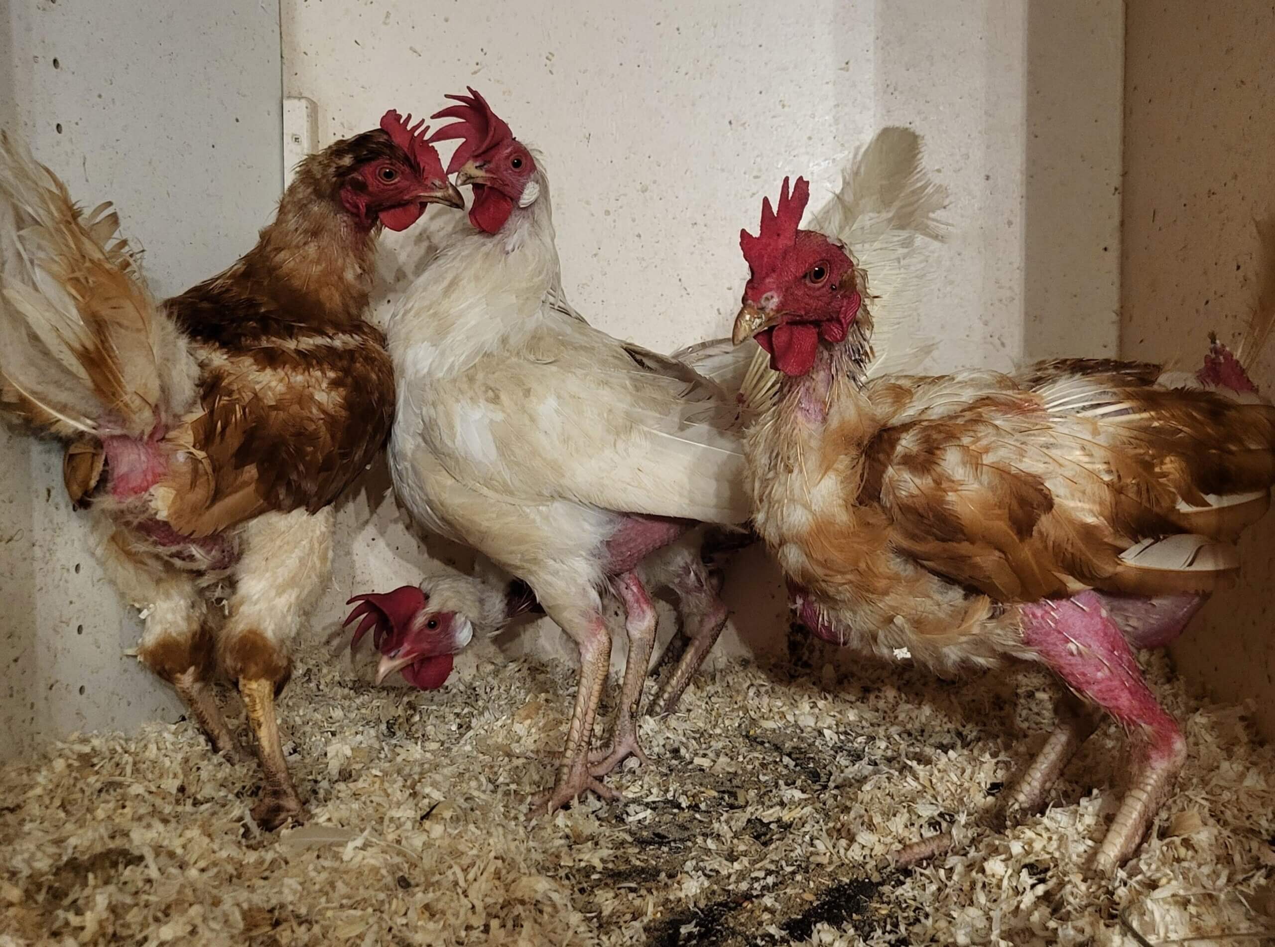 Deze kippen zijn harteloos gedumpt in Evertsoord