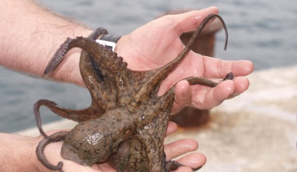 Octopussen voor Britse zuidkust dubbel slachtoffer klimaatcrisis