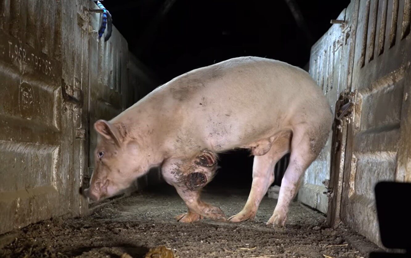 Gruwelijke varkensstal eindelijk voor de rechter in Spanje