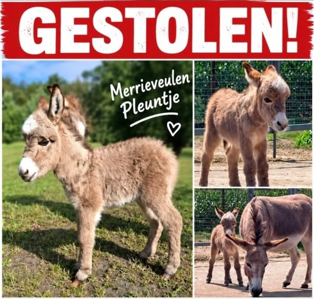 Zoekactie naar Pleuntje