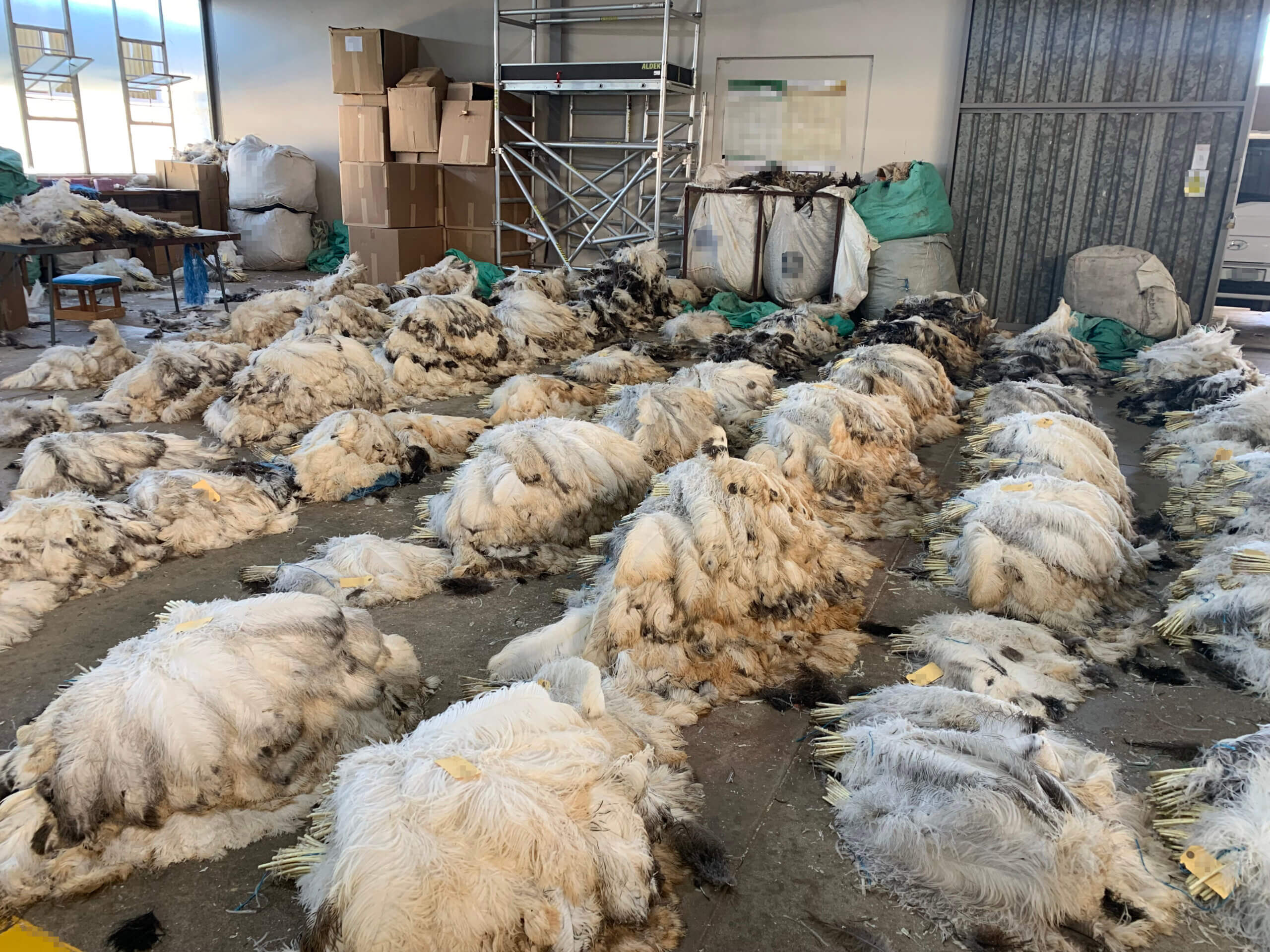 Struisvogelveren klaar voor verwerking