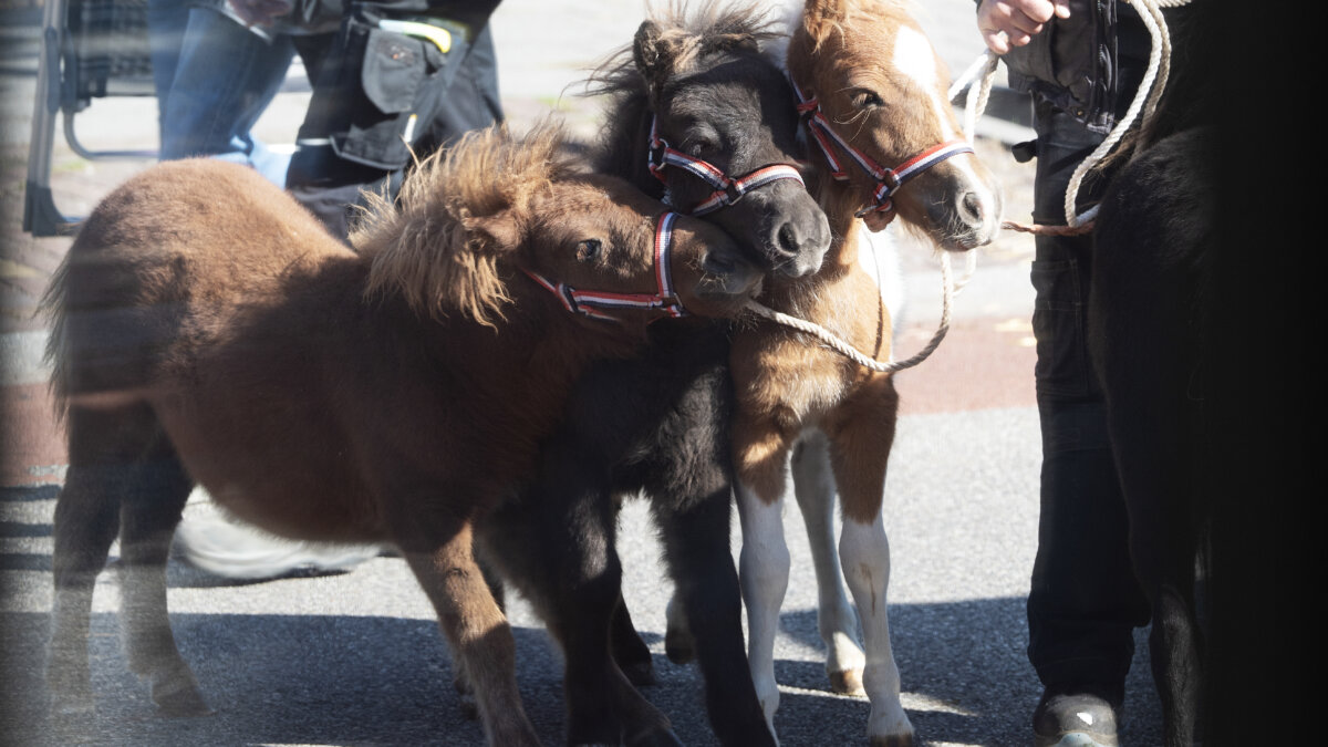 pony- en paardenjaarmarkt Heeten