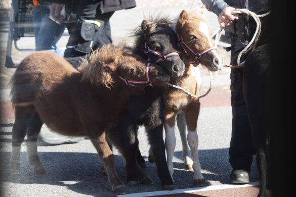pony- en paardenjaarmarkt Heeten