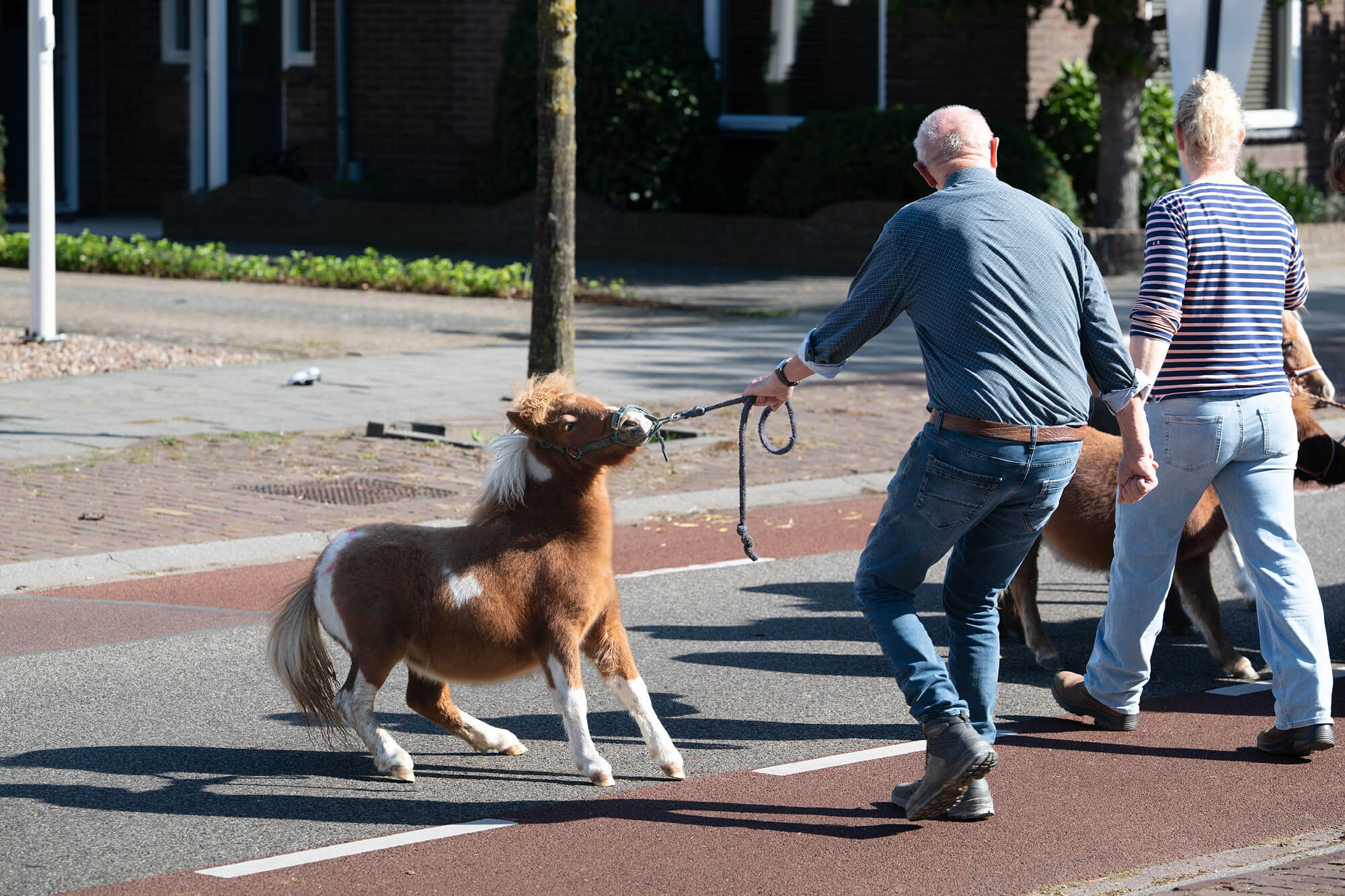 Zeer gestreste pony wil niet mee