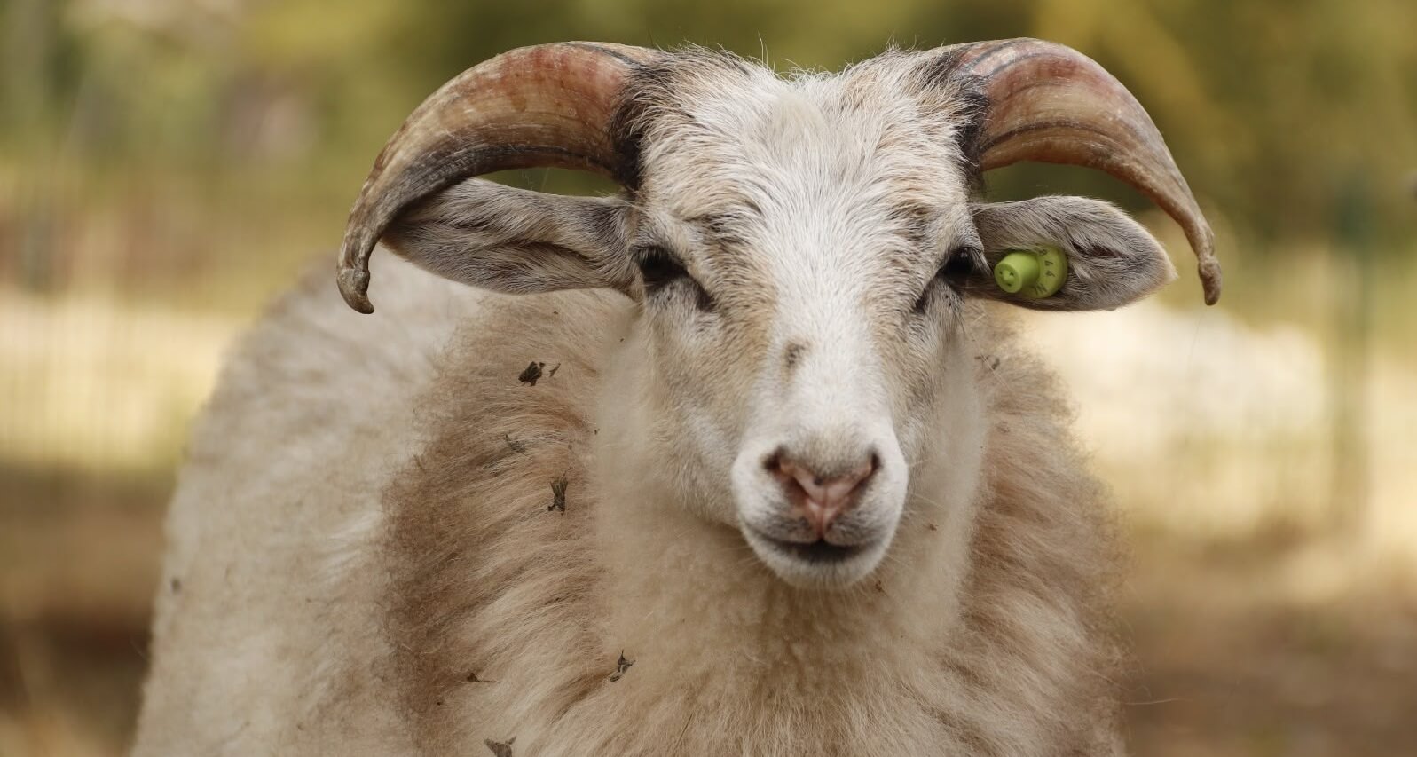Van wanbeheer naar keurmerk Diervriendelijke Kinderboerderij