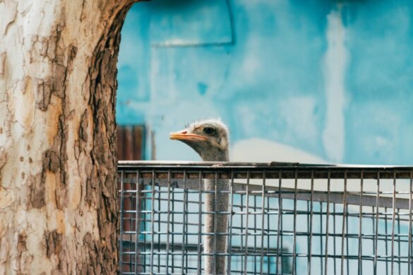 Drama op luchthaven: 14 struisvogels gestorven in Beiroet