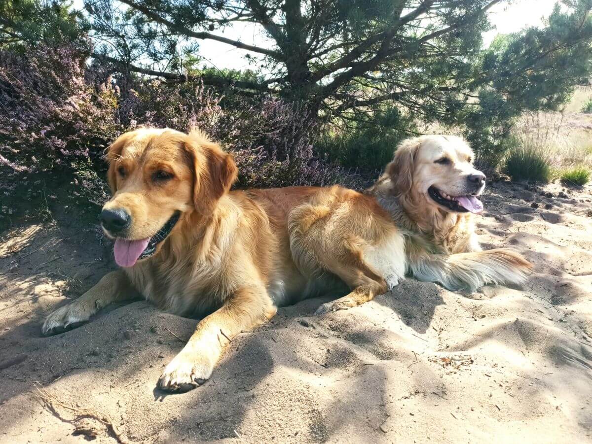 Tedje (links) en haar halfzusje Teun (rechts)