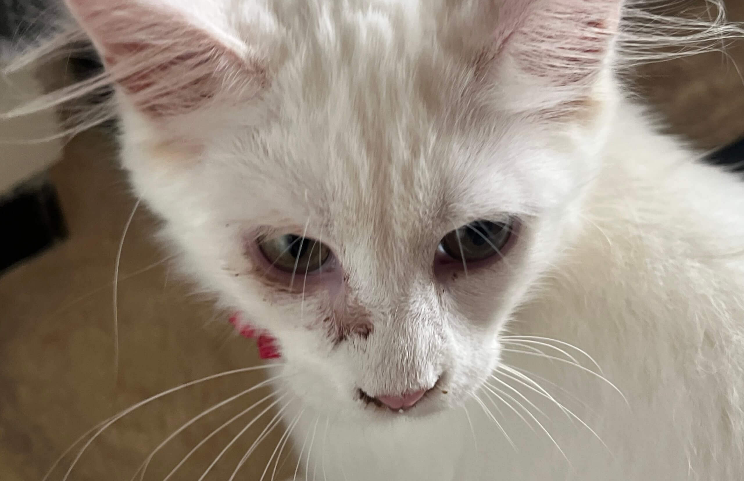 Een traanoog door niesziekte bij kattenfokkers Nazarene
