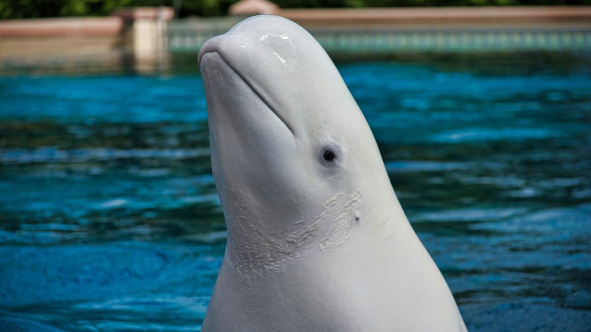 Weer twee beloega´s uit Marineland Canada gestorven