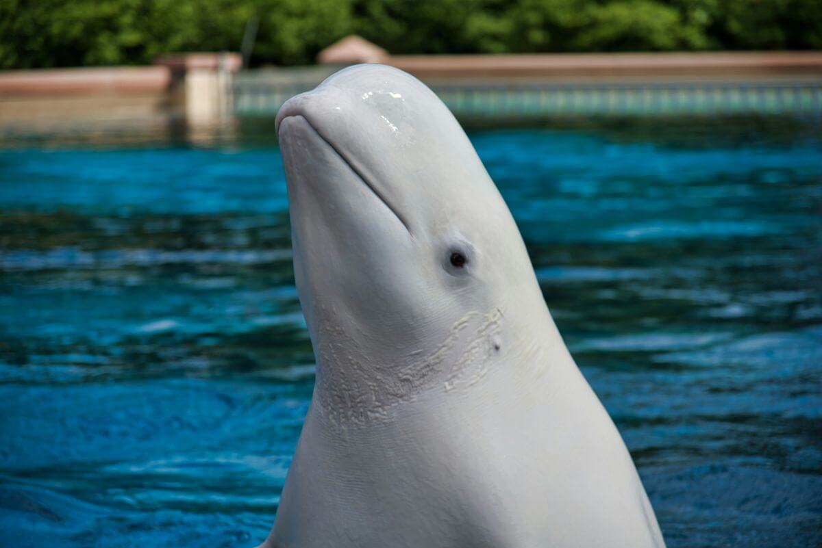 Weer twee beloega´s uit Marineland Ontario gestorven