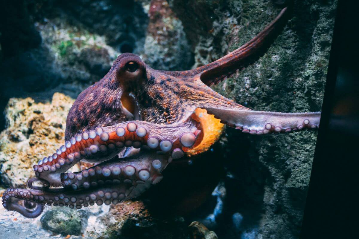 Colombia wil verbod op ‘onmenselijke’ octopuskweek