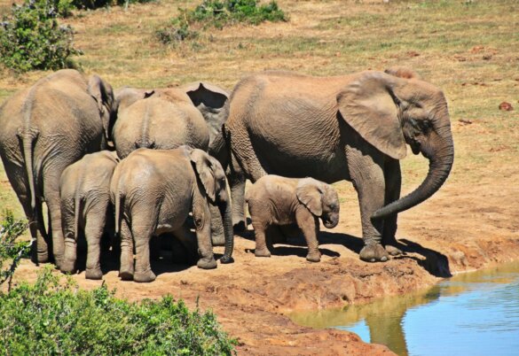 Vier arrestaties in Kenia voor het vergiftigen van 18 olifanten