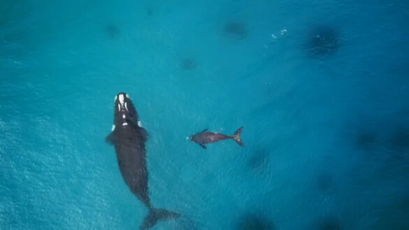 Opnieuw dode babywalvissen aangespoed in Patagonië