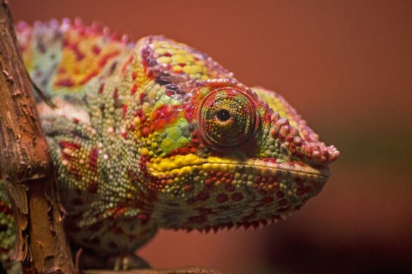 Reptielen en amfibieën bedreigd door wereldwijde handel