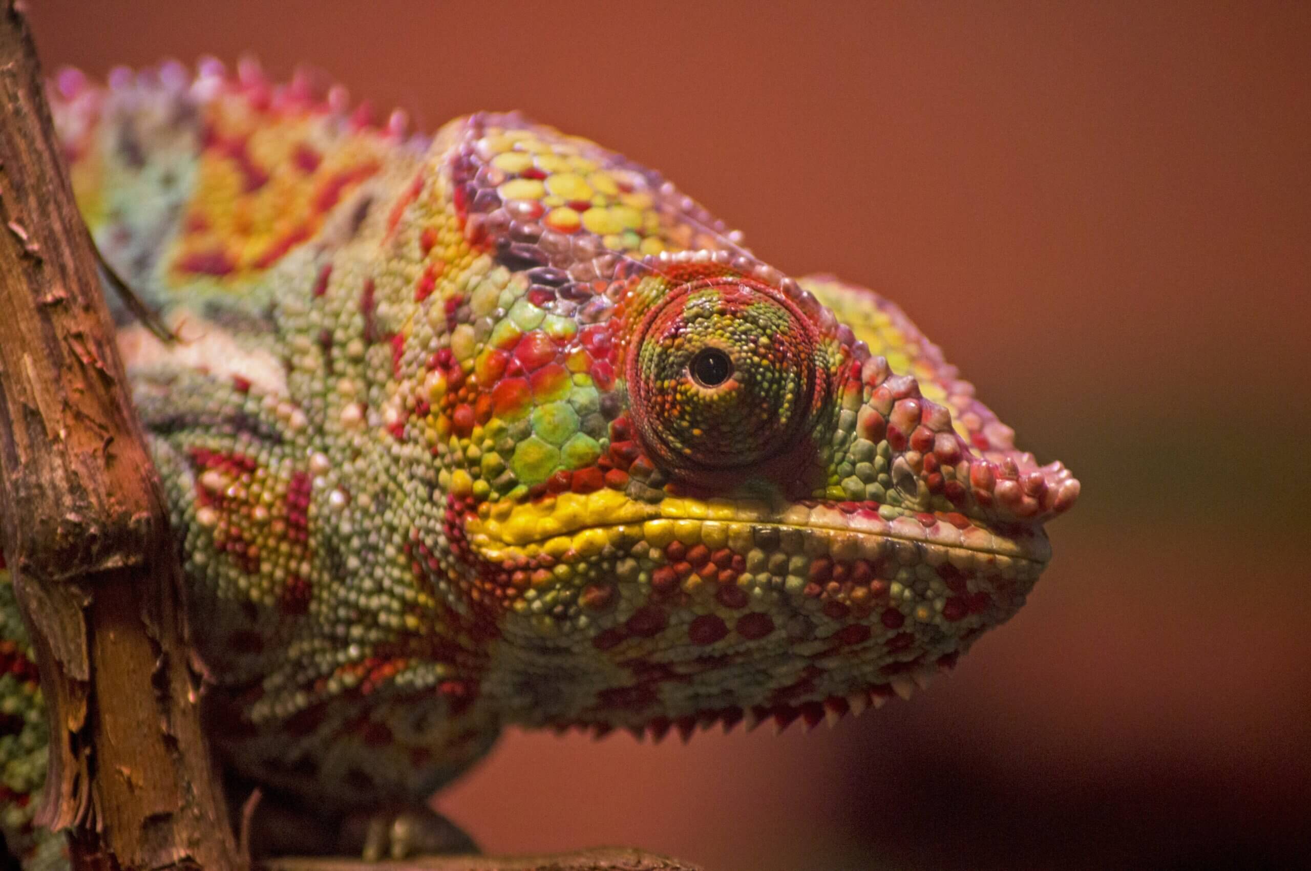 Reptielen en amfibieën bedreigd door wereldwijde handel