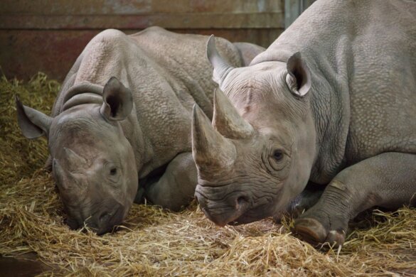Verdubbeling aantal zwarte neushoorns in Botswana