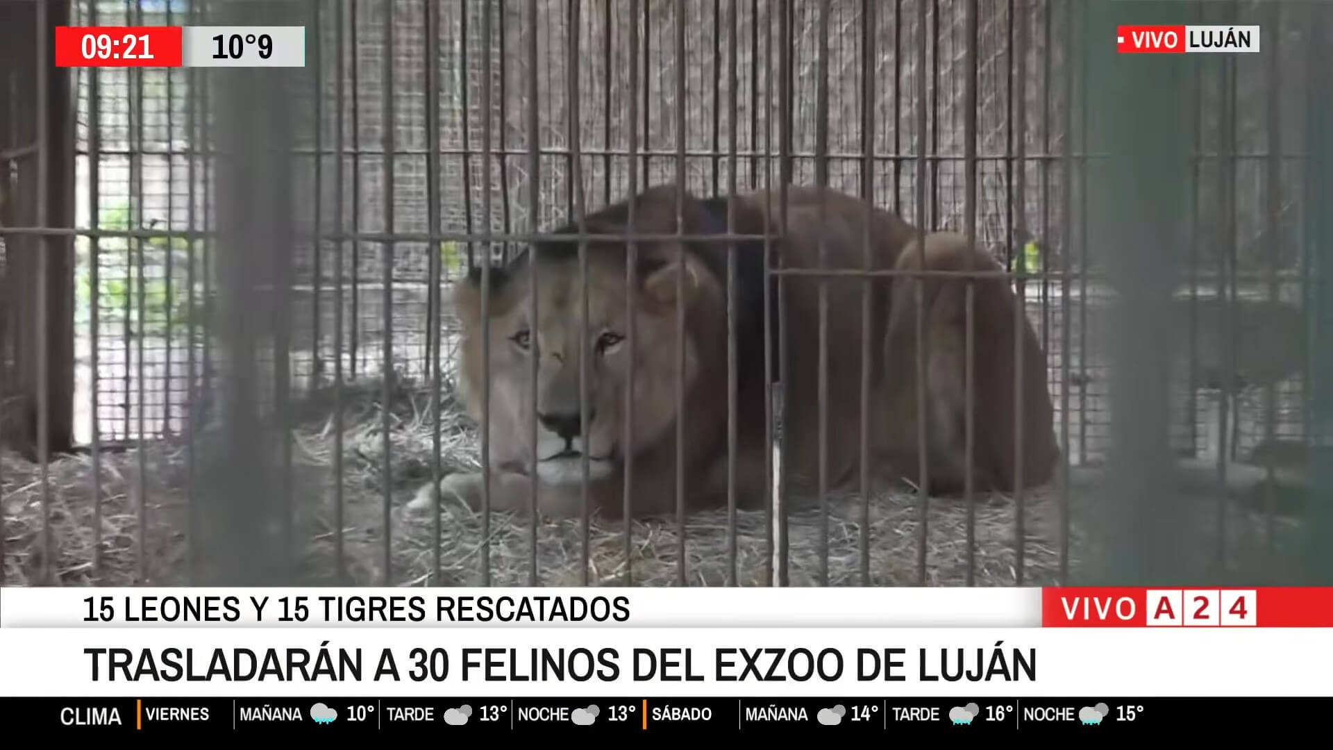30 leeuwen en tijgers gered uit voormalige Argentijnse dierentuin