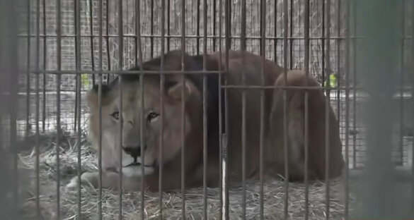 30 leeuwen en tijgers gered uit voormalige Argentijnse dierentuin