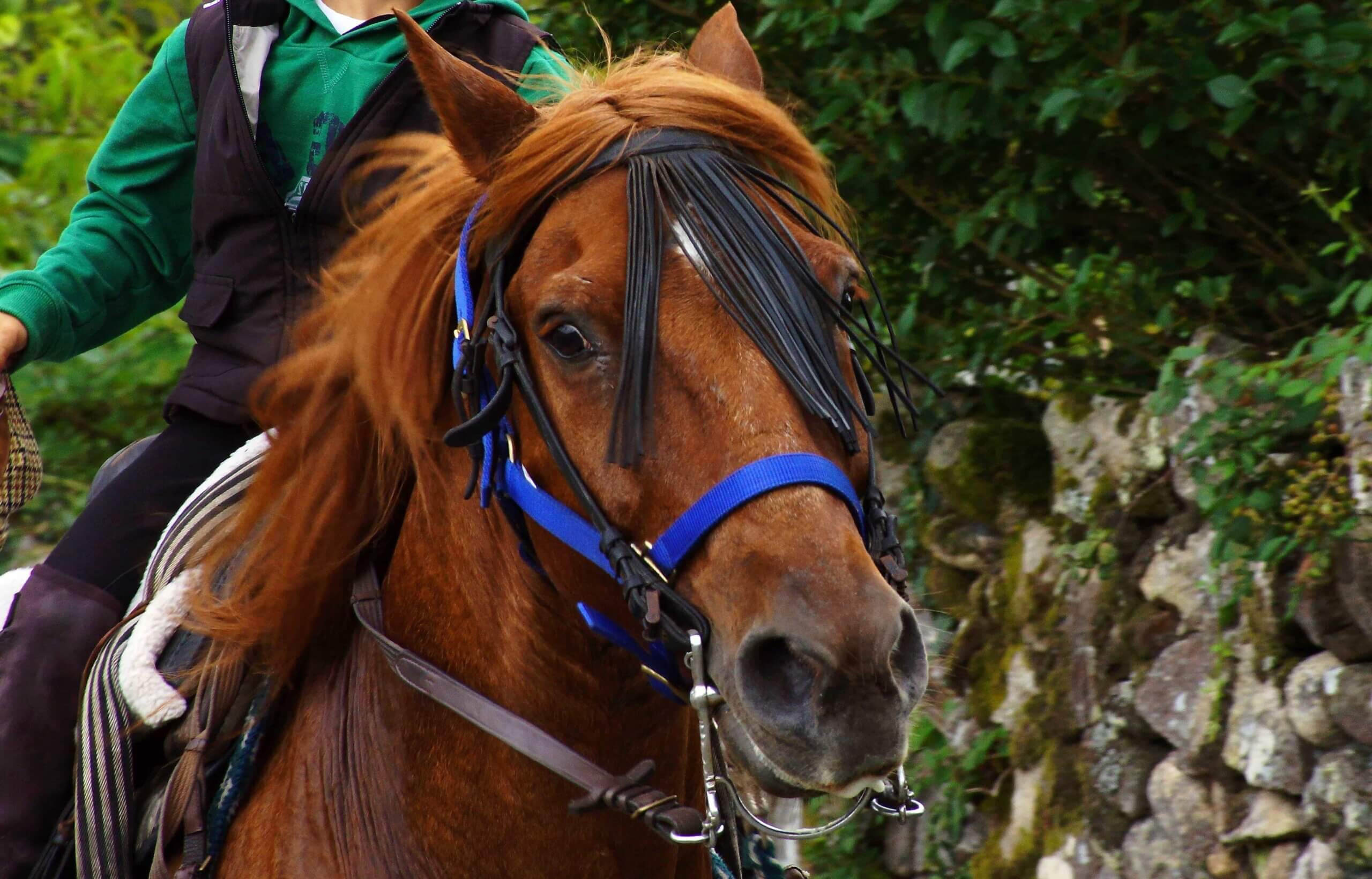Bereden paard