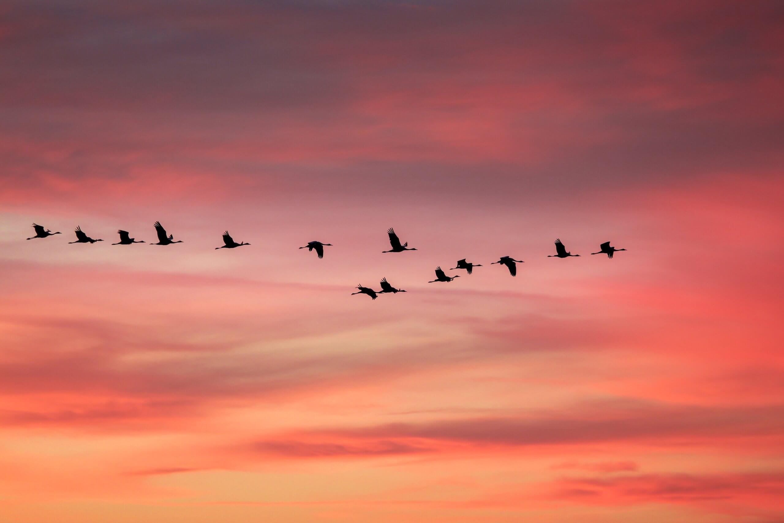 Ontdek de vogeltrek