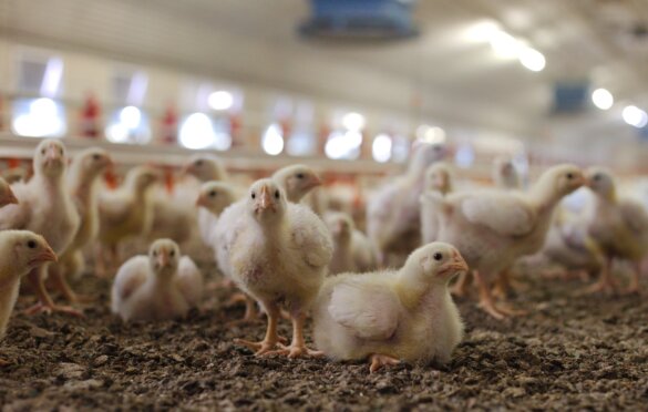 Kleine groep bedrijven domineert Europese kippenvleessector