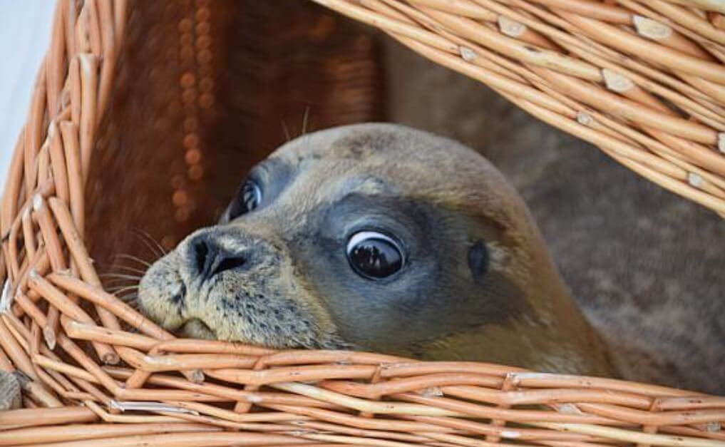 Werelderfgoed Waddenzee failliet ten koste van dieren