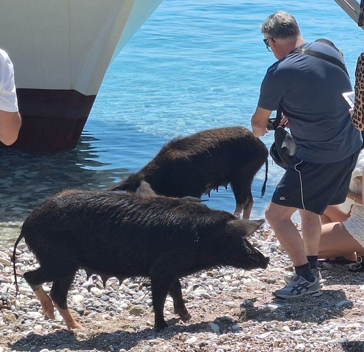Griekse strandvarkens lopen tussen de toeristen 