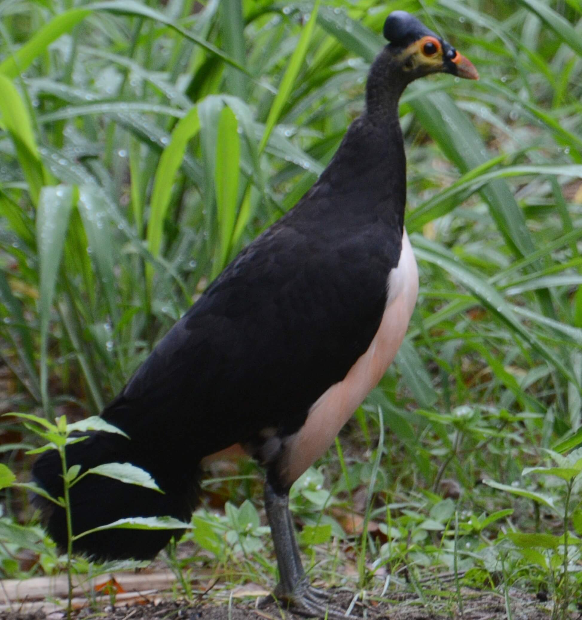 maleo