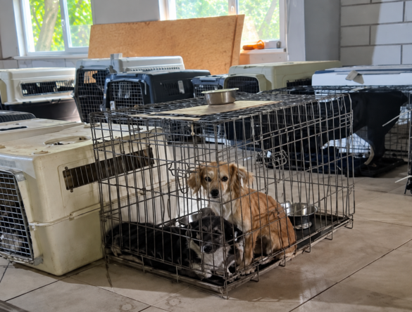 Noodhulp voor dieren na grootschalige evacuatie uit Kramatorsk