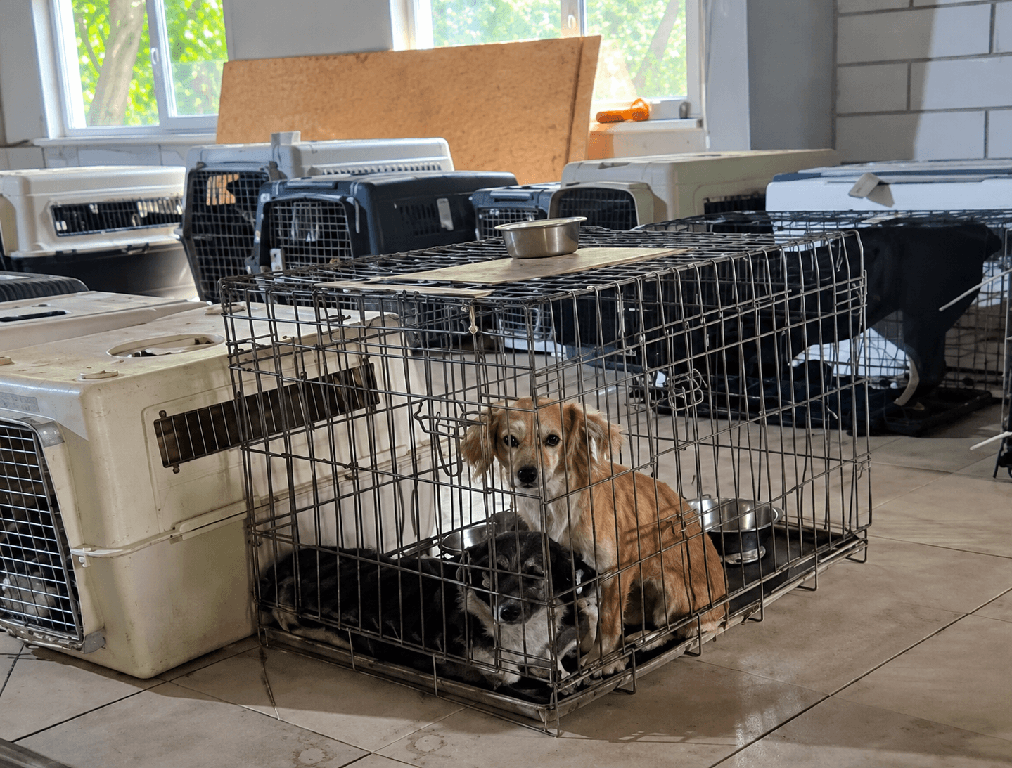Noodhulp voor dieren na grootschalige evacuatie uit Kramatorsk