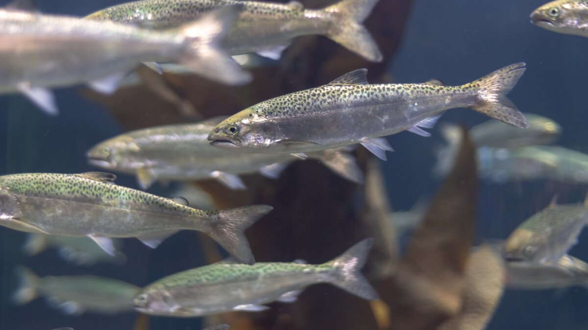 Rechtszaak moet megazalmkwekerij in Frankrijk voorkomen (jonge zalm in een aquarium ter illustratie)
