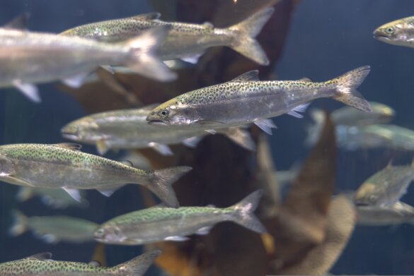 Rechtszaak moet megazalmkwekerij in Frankrijk voorkomen (jonge zalm in een aquarium ter illustratie)