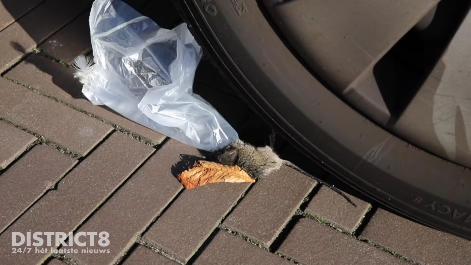 Wie in Den Haag liet muizen achter in plastic zakjes?