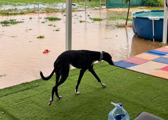 Overstromingen Spanje: wateropslagtank voor hondenopvang | Screenshot video Ubuntu Dogs