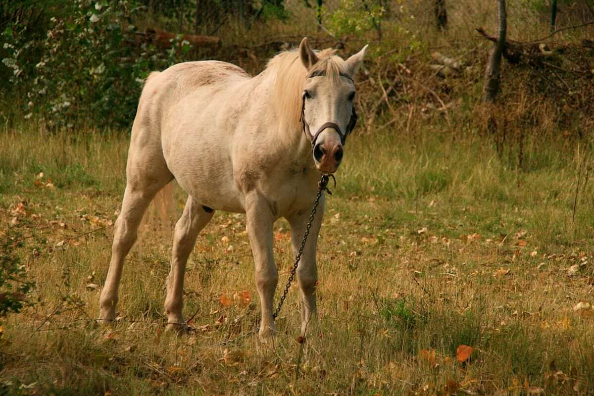 Paarden die schreeuwen en mensen die niks horen