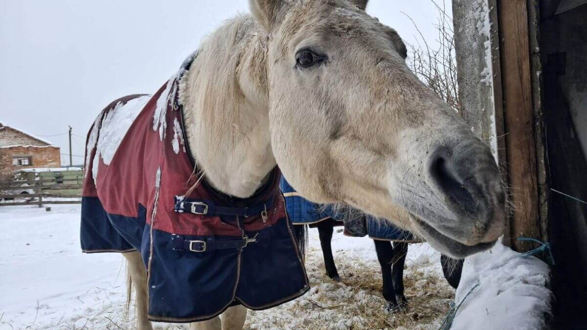 Wintervoorbereidingen in Oekraïne voor zware, koude maanden