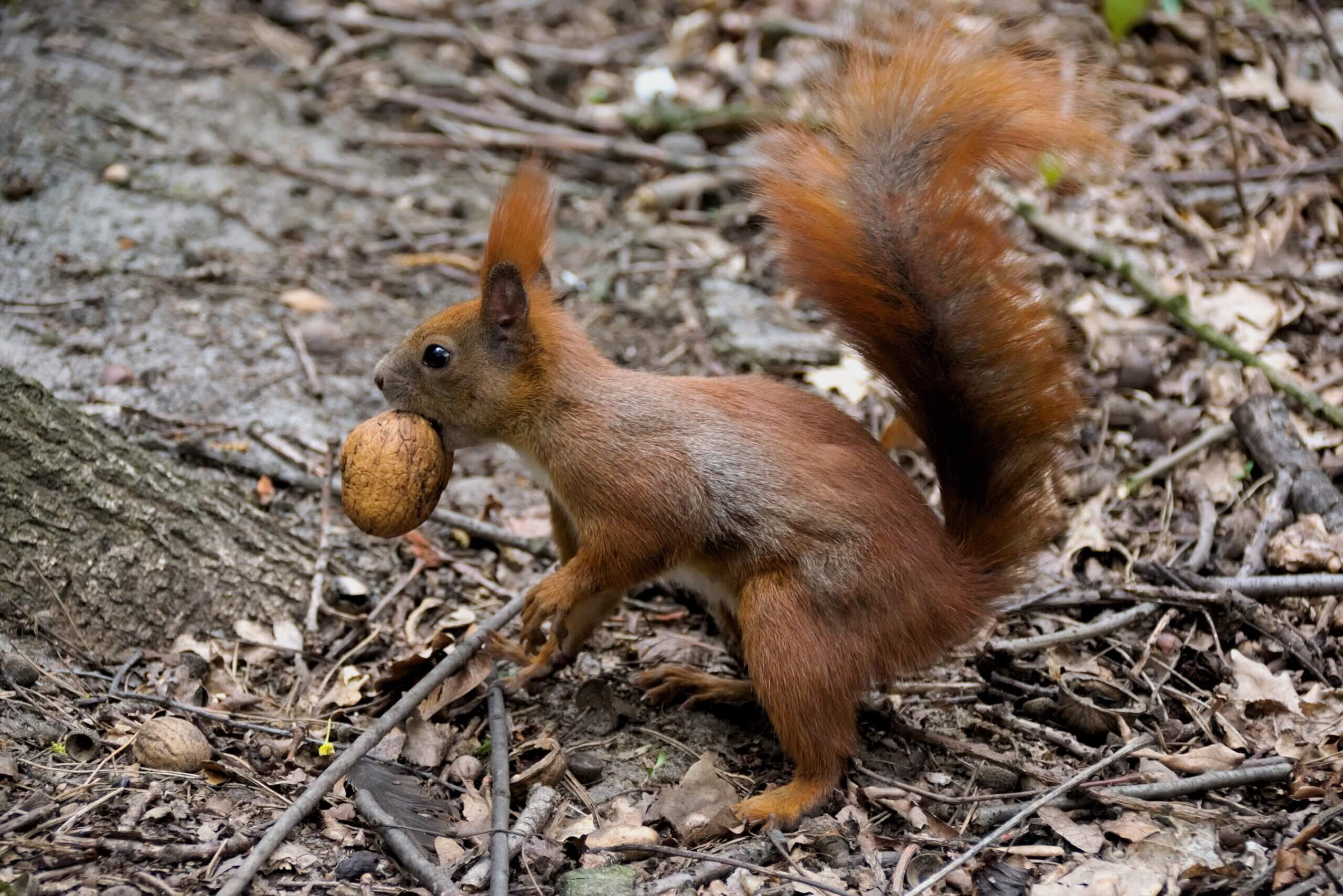 Laat wat liggen voor de dieren