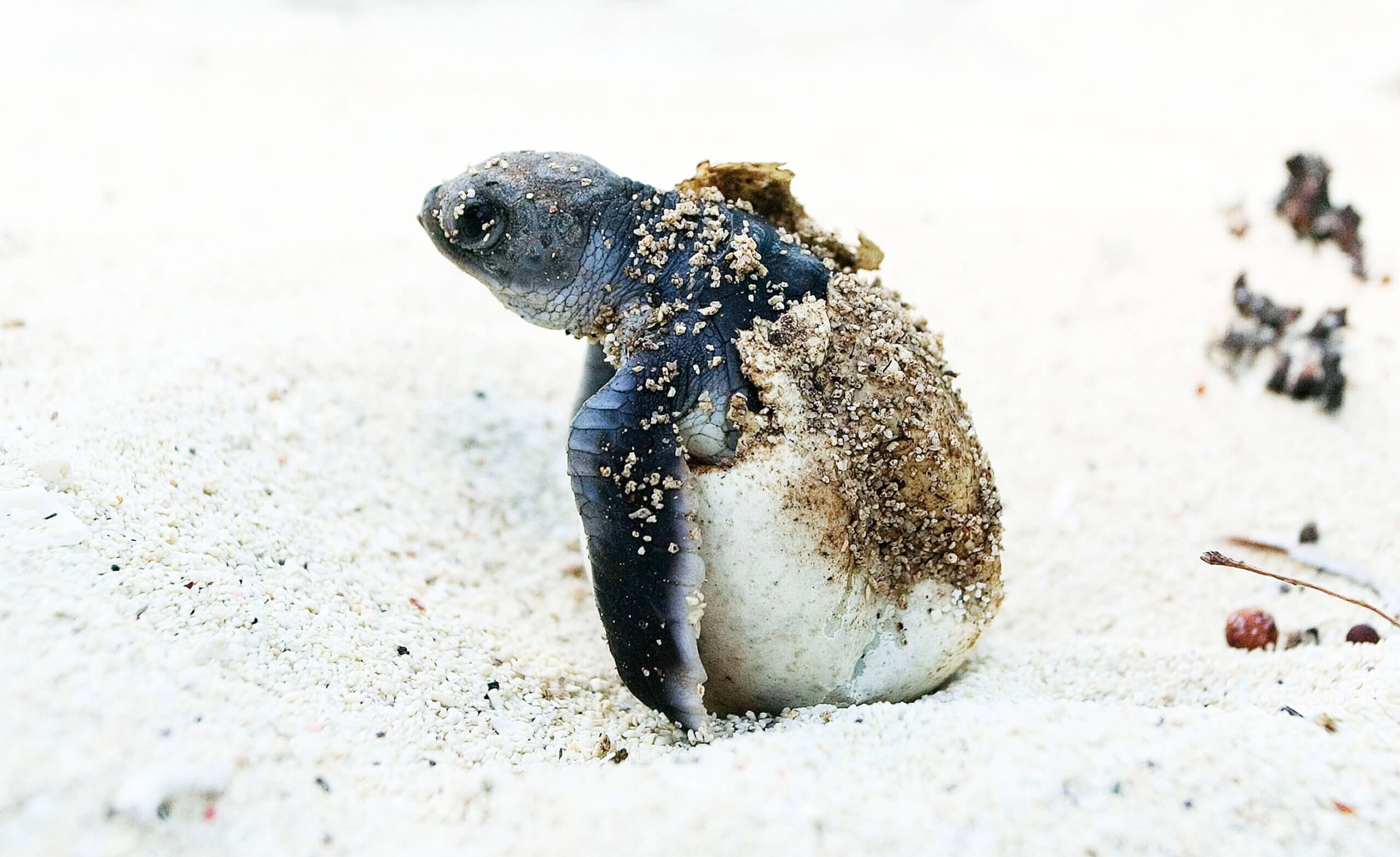 Groene schildpad komt uit het ei 