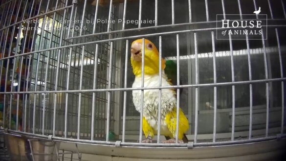 Nieuwe eigenaar papegaaienhandel, zelfde misstanden