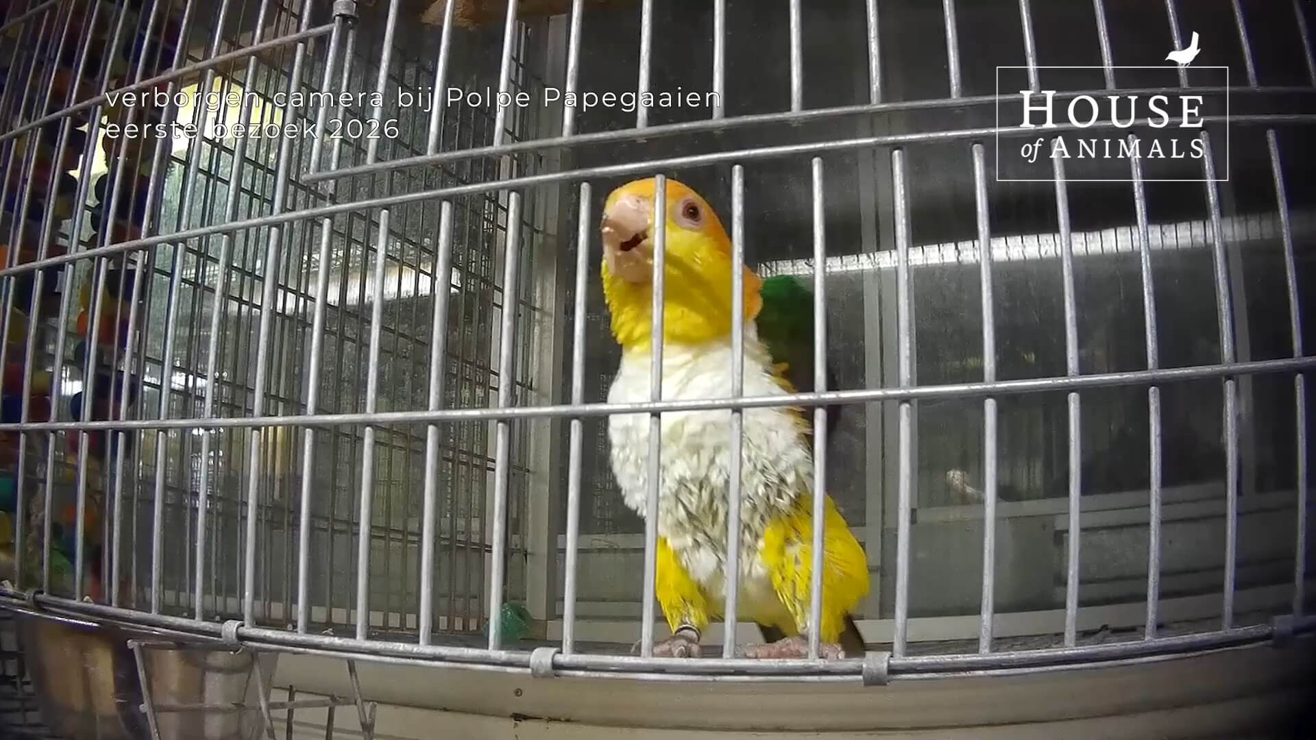 Nieuwe eigenaar papegaaienhandel, zelfde misstanden