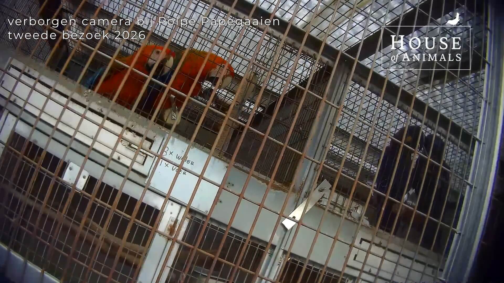 Nieuwe eigenaar papegaaienhandel, zelfde misstanden