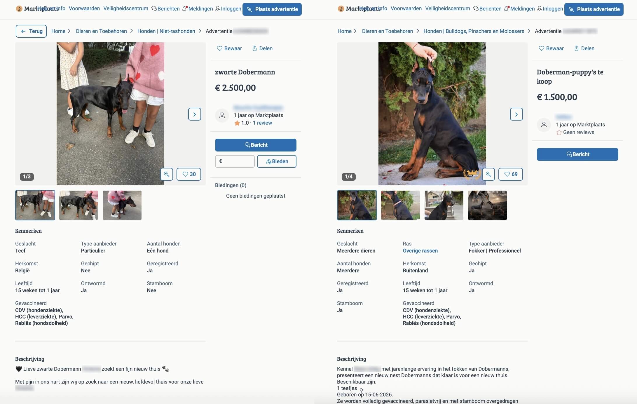 Dobermanns te koop
