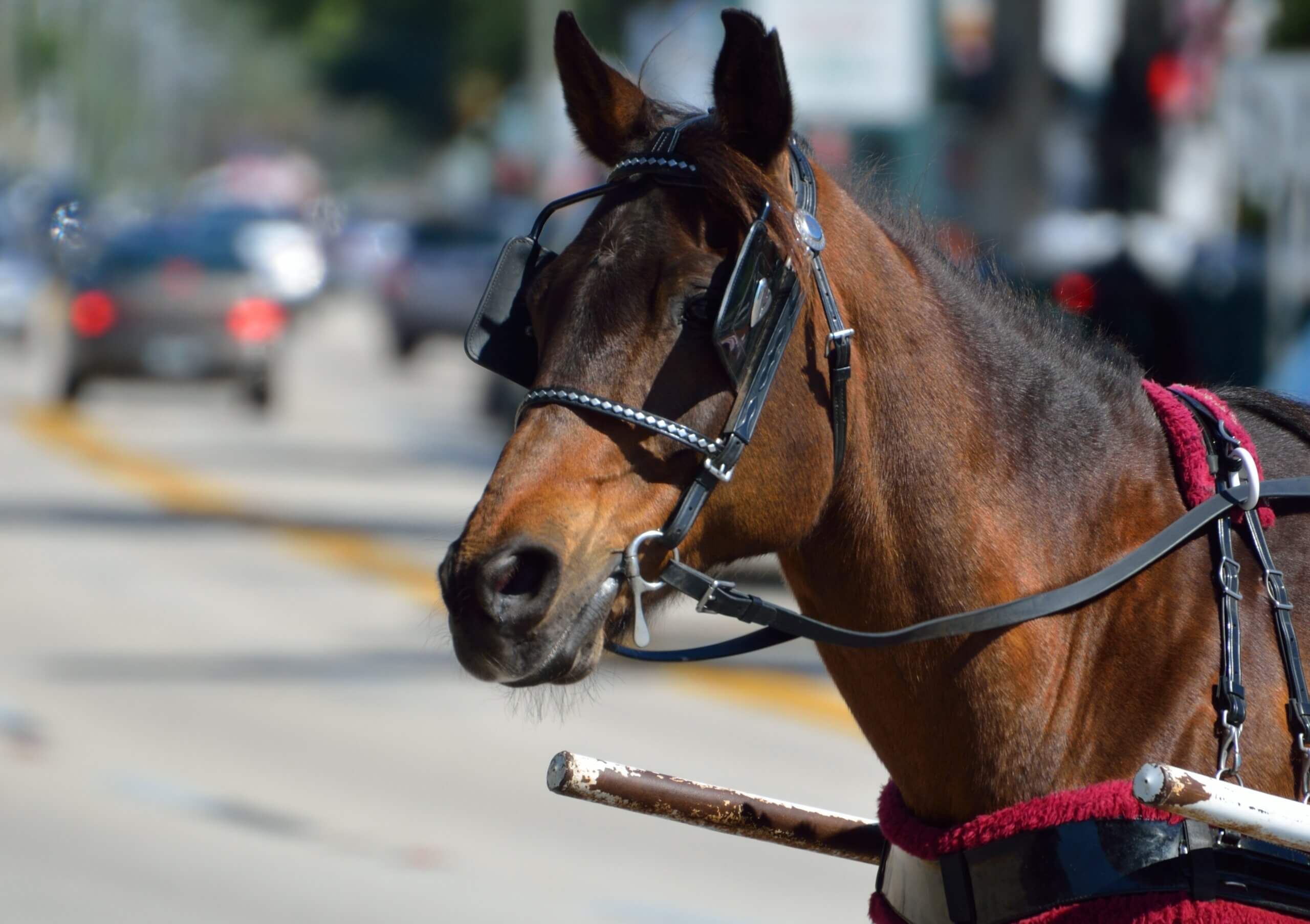 Einde paardenkoetsen in Central Park New York nabij
