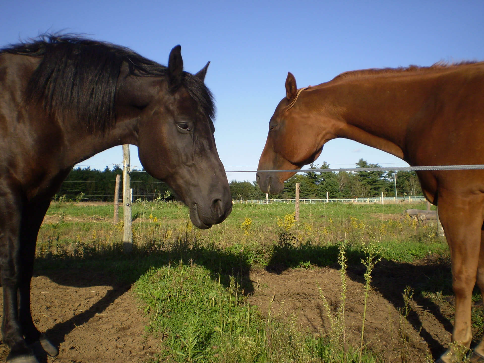 Paarden zijn vreedzaam en sociaal 