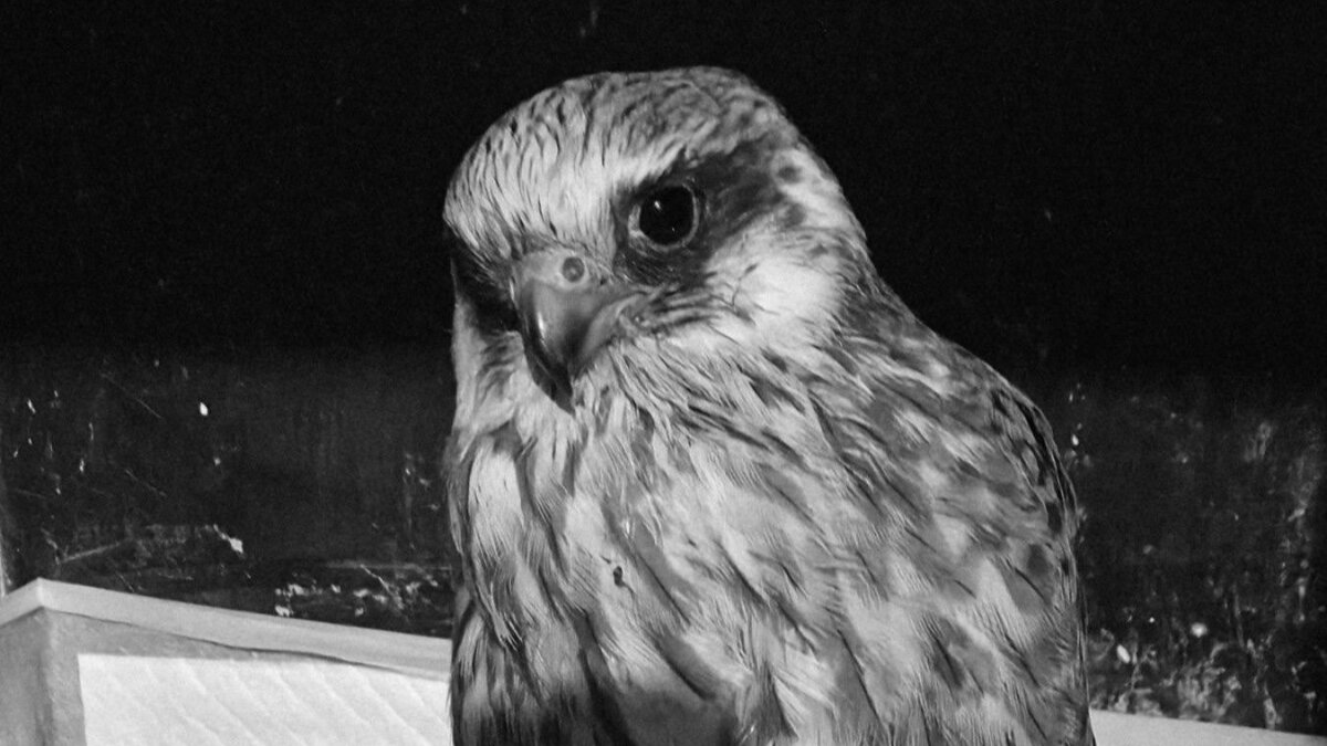 Noodhulp na aanval op vogelopvang in Oekraïne