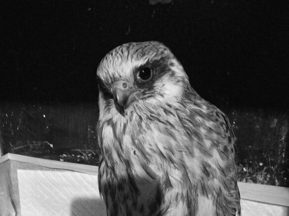 Noodhulp na aanval op vogelopvang in Oekraïne